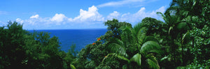 Trees in a forest on the coast, Hamakua Coast, Hawaii Islands, USA