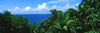 Trees in a forest on the coast, Hamakua Coast, Hawaii Islands, USA