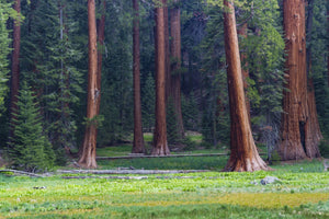 Giant Sequoia trees in a forest, Sequoia National Park, California, USA