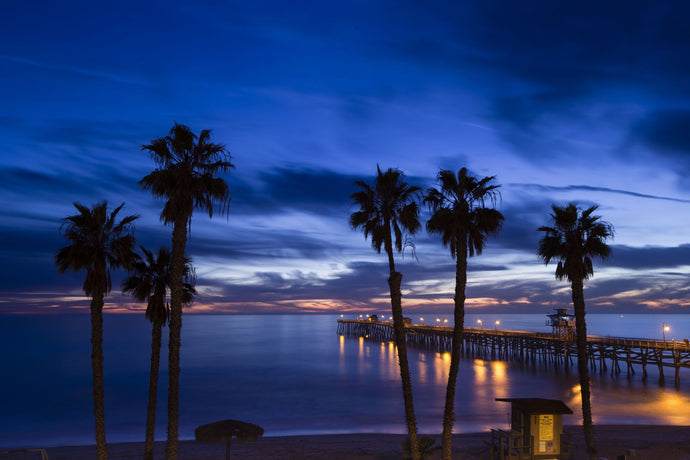 Silhouette of palm trees on the beach, Laguna Beach, California, USA