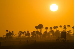 Silhouette of palm trees at dusk, Laguna Beach, California, USA