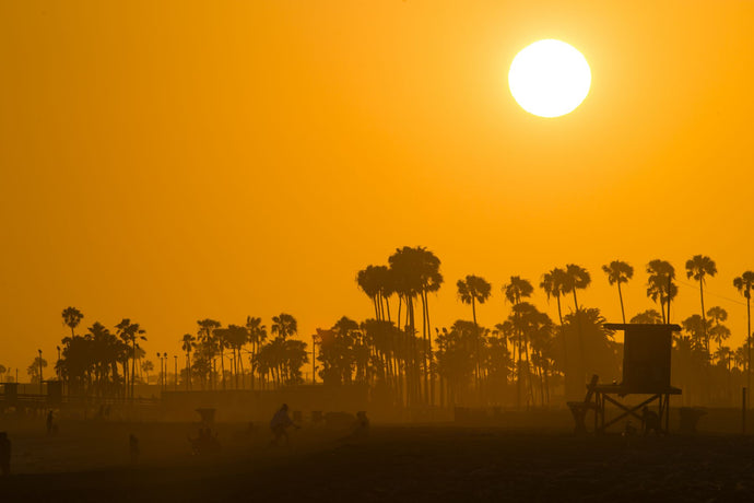 Silhouette of palm trees at dusk, Laguna Beach, California, USA