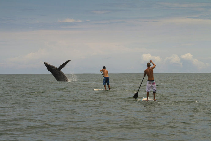 Paddle boarders and Humpback Whale (Megaptera novaeangliae) in the Pacific Ocean, Nuqui, Colombia