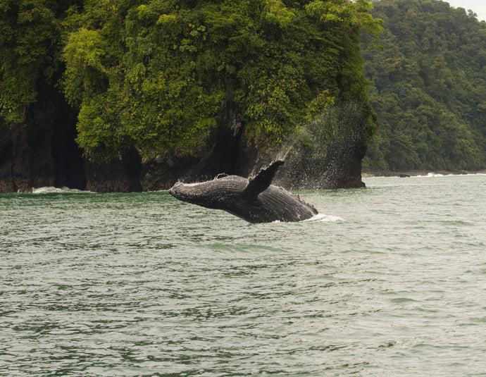 Humpback Whale (Megaptera novaeangliae) in the Pacific Ocean, Nuqui, Colombia