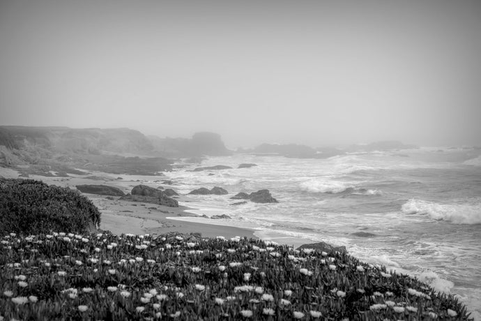 Flowering plants and the coastline in the fog near Davenport, California, USA