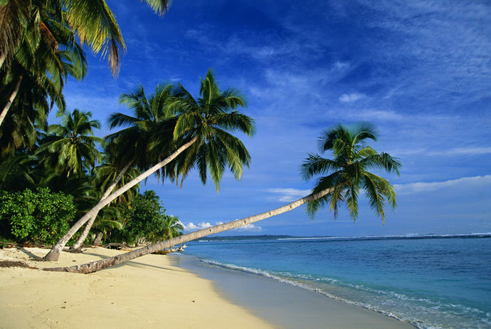 Palm trees bending over the beach