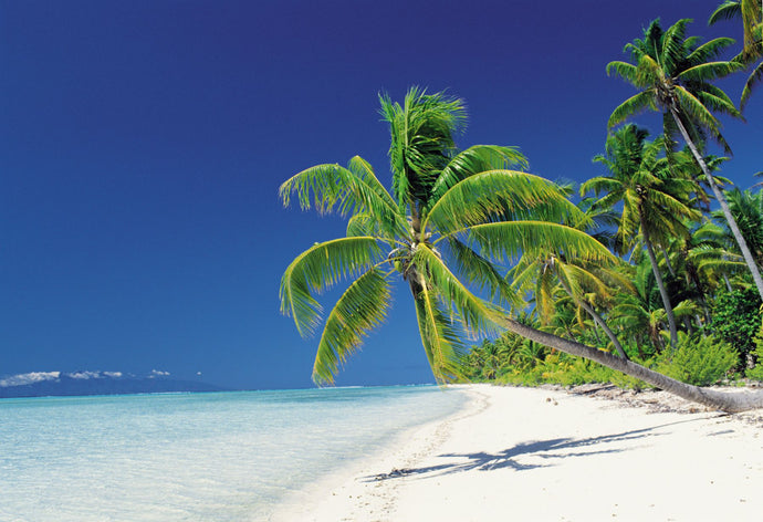 Palm trees bending over the beach