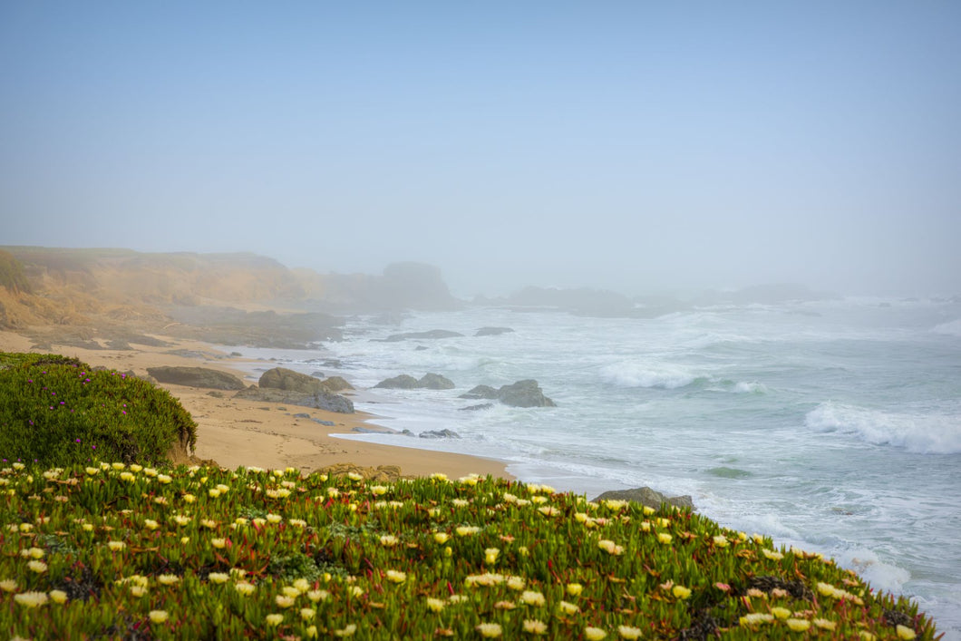 Wildflowers o the coast, Davenport, California, USA