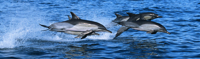 Common dolphins breaching in the sea