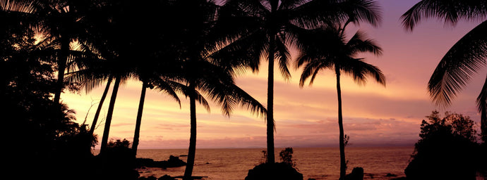 Palm trees on the coast, Colombia