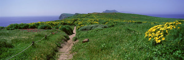 Wildflowers, Channel Islands, California