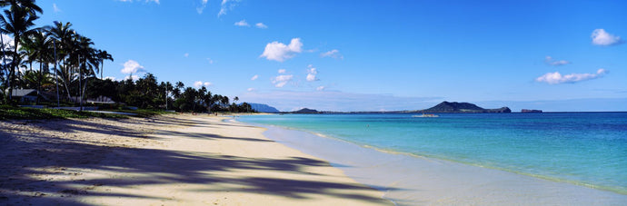 Palm trees on the beach, Lanikai Beach, Oahu, Hawaii, USA