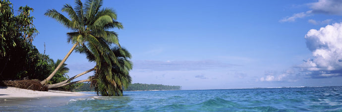 Palm trees on the beach, Indonesia