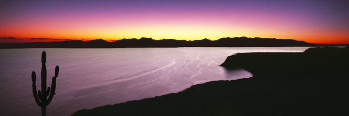 Silhouette of lone Cardon cactus plant, Bahia Concepcion, Sea of Cortez, Baja California Sur, Mexico