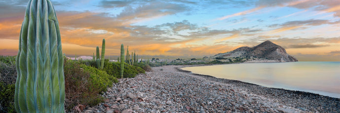 Cardon cacti line along the coast, Bay of Concepcion, Sea of Cortez, Mulege, Baja California Sur, Mexico