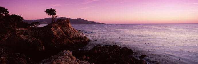 Silhouette of a cypress tree at coast, The Lone Cypress, 17 mile Drive, Carmel, California, USA