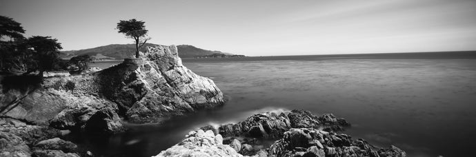 Cypress tree at the coast, The Lone Cypress, 17 mile Drive, Carmel, California, USA