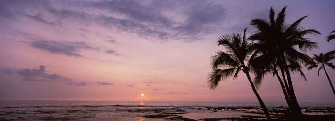 Palm trees on the beach, Keauhou, South Kona, Hawaii County, Hawaii, USA