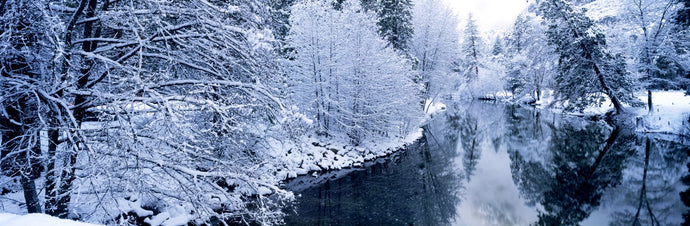 Snow covered trees along a river, Yosemite National Park, California, USA