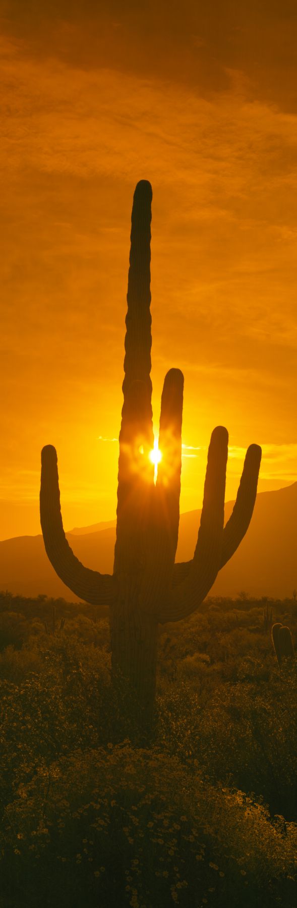 Cactus Saguaro Carnegiea Gigantea Closeup En Invierno En El Parque De  Montaña Sur Y Preservar El Sendero De Cañón Pima Phoenix Sur Foto de  archivo - Imagen de nubes, arizona: 205849686