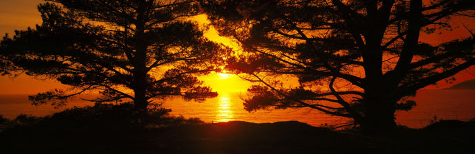 Silhouette of trees on the coast, Big Sur, California, USA