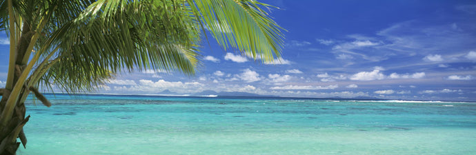 Palm tree on the beach, Huahine Island, Society Islands, French Polynesia