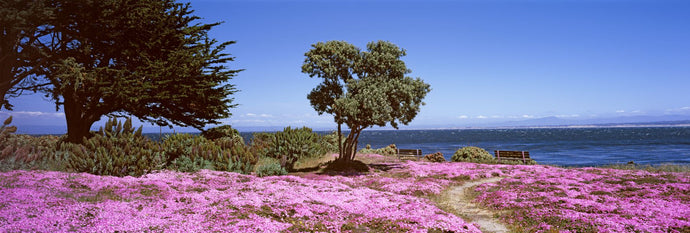 Flowers on the beach, Pacific Grove, Monterey County, California, USA