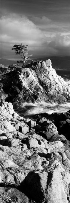 Lone cypress on the coast, Pebble Beach, Monterey County, California, USA