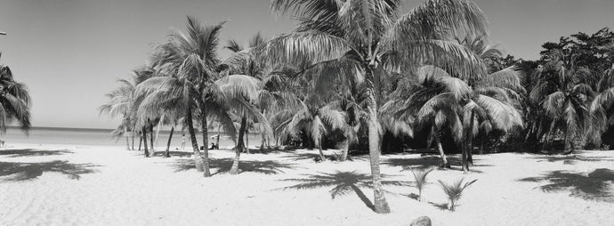 Palm trees on the beach, Negril, Jamaica