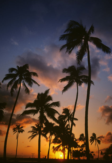 SILHOUETTED TROPICAL PALM TREES SUNSET HAWAII