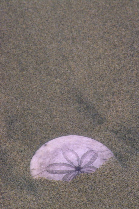 SAND DOLLAR PARTIALLY HIDDEN IN SAND ECOLA STATE PARK OREGON